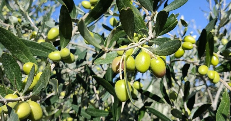 Festival del Pane e Olio della Romagna Toscana